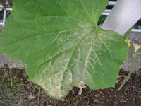 キュウリの病気を教えて下さい 写真の病気は何ですか もし病気でなくて 生理障害 Yahoo 知恵袋