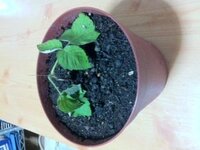 ラズベリー庭植え ホームセンターにインディアンサマーとマイラビット Yahoo 知恵袋