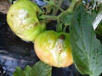 トマトの実が変です 日焼けですか たくさんのトマトを植えてますが この2 Yahoo 知恵袋