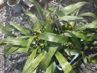 セロジネ インターメディアなのですが 花が咲かない 新芽は出るのですが Yahoo 知恵袋