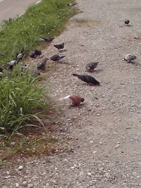 色々な鳩が居ますが 茶色と白の鳩って珍しいですか キジバトだと思 Yahoo 知恵袋