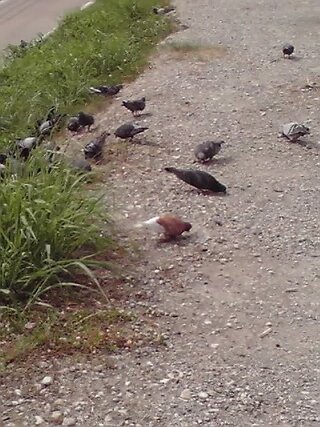 色々な鳩が居ますが 茶色と白の鳩って珍しいですか キジバトだと思 Yahoo 知恵袋