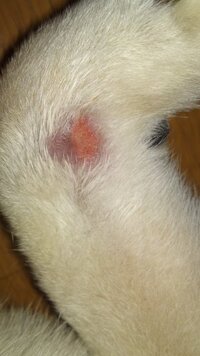 最近柴犬を飼い始めました 前足のひじ かかと の外側の角の毛が抜 Yahoo 知恵袋