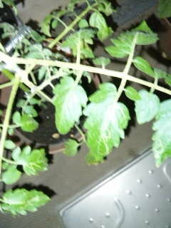 トマトの葉に白い線状の跡がついています 病気でしょうか 対処方ご存知 Yahoo 知恵袋