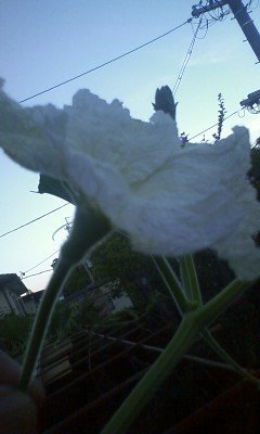 ひょうたんの花が咲きました写真の花は雄花ですか 雄花と雌花の見分け方 Yahoo 知恵袋