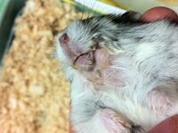 ハムスターの日光浴はどうされていますか もしかしたらハムスターを飼うか Yahoo 知恵袋