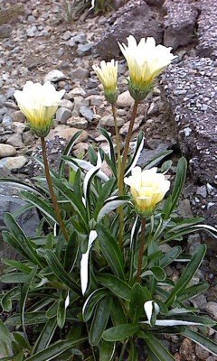 花の名前を教えてください 葉の裏が白い植物です 草丈はセンチぐら Yahoo 知恵袋