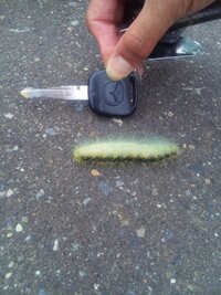 北海道石狩の太美で見られた 蛾の幼虫とみられる虫です 全体的に鮮やかな黄緑色の Yahoo 知恵袋