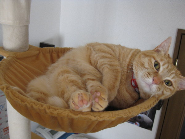 猫が末端軟便をします。 - 最初は堅い良いうんちをして次のうんちは形 