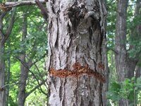 庭のナラの樹の幹から虫が入ったようです 一週間ほど前に気づいたのですが Yahoo 知恵袋