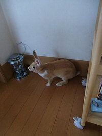 今年ミニウサギを飼い始めて４ヶ月がたちましたが 我が家のウサギ Yahoo 知恵袋