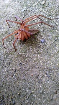 この蜘蛛の学名を教えてください 大きさは10センチ弱です 色はオレンジですが 教えて 住まいの先生 Yahoo 不動産