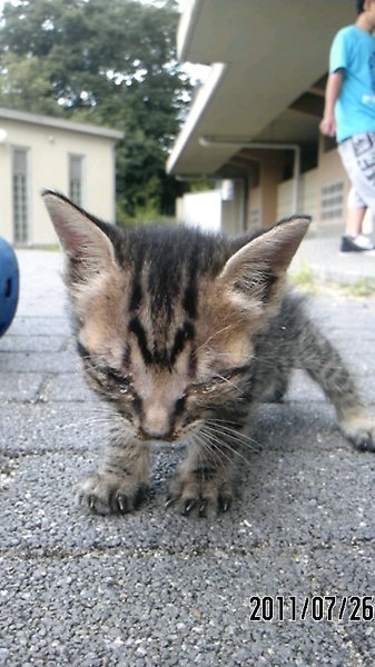 昨日捨て猫の子猫ちゃんを拾ったのですが目に目やにがついて目が開き 