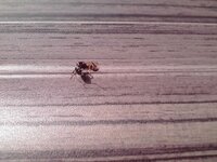 先程カーペットの上に１匹だけいたのですが この虫は何でしょうか シロアリかな Yahoo 知恵袋