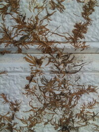 外壁から はいつくばった蔦を除去しました 茶色い根のようなものがきれいに取れ Yahoo 知恵袋