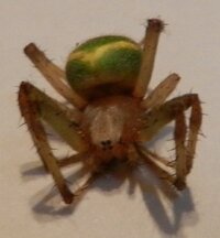 ワンピースでカマカマの実の能力者の人の声優さんは誰ですか ゾロの声の人と同じに Yahoo 知恵袋