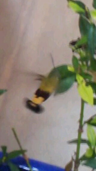 オオスカシバについて オオスカシバという蛾は透明感のある羽根が特徴 Yahoo 知恵袋