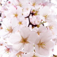 明日ありと思う心の仇桜夜半に嵐の吹かぬものかはー親鸞聖人の言葉です Yahoo 知恵袋