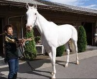 シラユキヒメの子のマシュマロは今どうしていますか ユキチャンはわか Yahoo 知恵袋