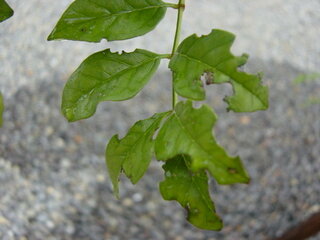 シマトネリコの葉っぱが 虫食い 一年半くらい前に庭に地植えしているシ Yahoo 知恵袋