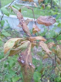 ロウバイが突然枯れ始めました 今年の初めに花が終わった木を植木屋で買って Yahoo 知恵袋