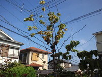 ハナミズキの花が咲きません ６年ほど前に植えたハナミズキが咲きません Yahoo 知恵袋