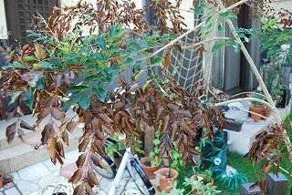 猛暑のせいでしょうか シマトネリコが半分以上枯れています 庭のシマトネリ Yahoo 知恵袋