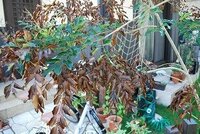 猛暑のせいでしょうか、シマトネリコが半分以上枯れています。 庭のシマトネリコが、半分以上焦げ茶に枯れてしまっています。8月に入ってからです。
枝1本がすべて枯れるというような感じです。

①3年前に定植
②南側で夏の場合9時から17時まで直射日光
③神奈川県
④高さ3メートルくらい
⑤水遣りはほぼ毎日

以上の状況です。対策等わかる方、教えて頂けますか？