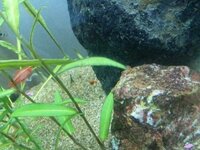 オトシンクルスは メダカの卵や稚魚を食べてしまうことはあるでしょ Yahoo 知恵袋
