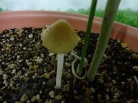 プランターの土にキノコ ベランダ菜園をしています プランターの土に シメ Yahoo 知恵袋