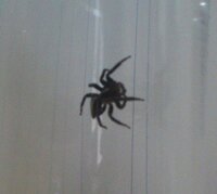 家の中にいた蜘蛛を捕まえたのですが 今まで見たことがない蜘蛛です １ｃｍ程度で Yahoo 知恵袋