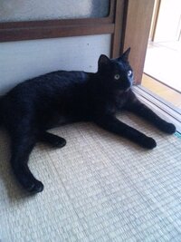 黒猫のメスのクーちゃんです可愛いですか 黒猫のメスてかなり珍しいって聞いたんで Yahoo 知恵袋