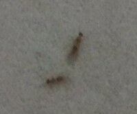部屋の中に虫が沢山 羽が生えた小さい虫がいつのまにかいっぱいいました Yahoo 知恵袋