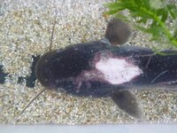 至急 ナマズがこのような状況になったのですがこれは病気ですか 怪我ですか Yahoo 知恵袋