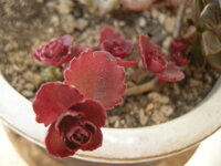 この赤い花は多肉植物でしょうか 名前を教えて下さい 赤い花の名前を教えて Yahoo 知恵袋