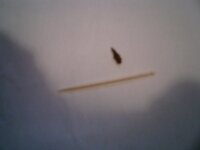 ミノムシが大量発生して困っています 具体的な対処方法や殺虫剤 Yahoo 知恵袋