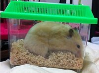 虫かごに入れてハムスターを飼ってるんですが、ちょっと掃除をしないだけ... - Que 1471052784?w=200&h=200&up=0