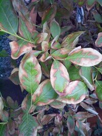 ブルーベリーの病気について質問です ブルーベリーを3本 数年間大切に Yahoo 知恵袋