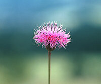 こんにちは 秋は野の花が綺麗です あざみに良く似たタムラソウです み Yahoo 知恵袋