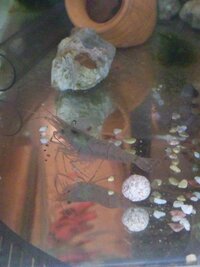 川や用水路の野生ザリガニは天然水で泥抜きしてからしっかり加熱すれば食べれます Yahoo 知恵袋