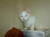 Sky Hi公式キャラクターの猫って なんて名前なんですか Yahoo 知恵袋