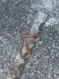 茶色オンリーの赤ちゃんヘビが庭に出没しました 何というヘビか分か Yahoo 知恵袋