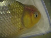 金魚の病気について獅子頭の頭部にニキビ状のものができています 飼っている Yahoo 知恵袋