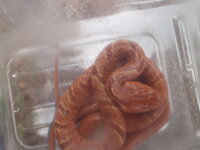 猫が蛇を食べてしまいました 小さな蛇なのですが 大丈夫でしょうか 病院に Yahoo 知恵袋