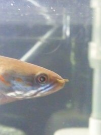 熱帯魚目の病気 ブルーレインボースネークヘッド飼ってるんですが両目共 Yahoo 知恵袋