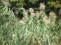 ゾロの歴代刀 現在の刀を教えてください 幼少期不明不明 くいなの愛刀 Yahoo 知恵袋