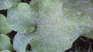 ごぼうの葉に白い粉のようなものが付着してます これは病気によるものでしょうか Yahoo 知恵袋