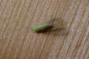 この虫の名前が分かる方 教えてください 黄緑色の虫 倉庫の天井に止まっ Yahoo 知恵袋