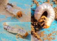 幼虫の見分け方カブトムシの幼虫とコガネムシ カナブンの幼虫の違いを教えてくだ Yahoo 知恵袋