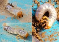 これは何の幼虫ですか こんにちは コガネムシの幼虫です 見分け方としまし Yahoo 知恵袋